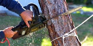 Best Fruit Tree Pruning  in Westhampton, NY