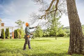 Best Tree Disease Treatment  in Westhampton, NY