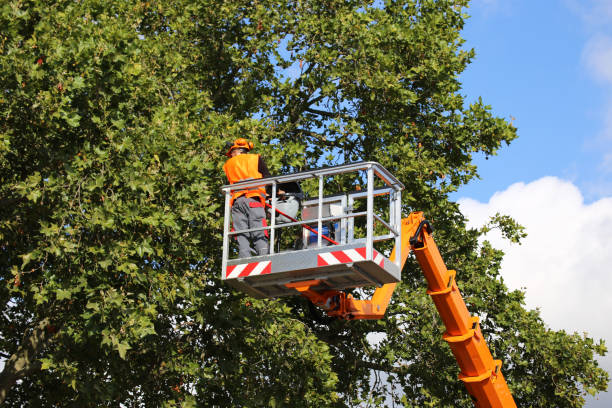 Best Tree and Shrub Care  in Westhampton, NY