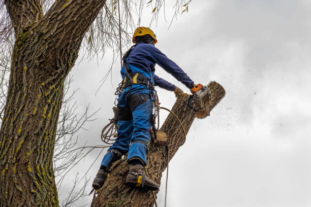 Best Tree Mulching Services  in Westhampton, NY