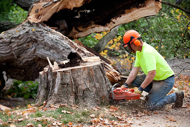 Best Tree Removal Service  in Westhampton, NY