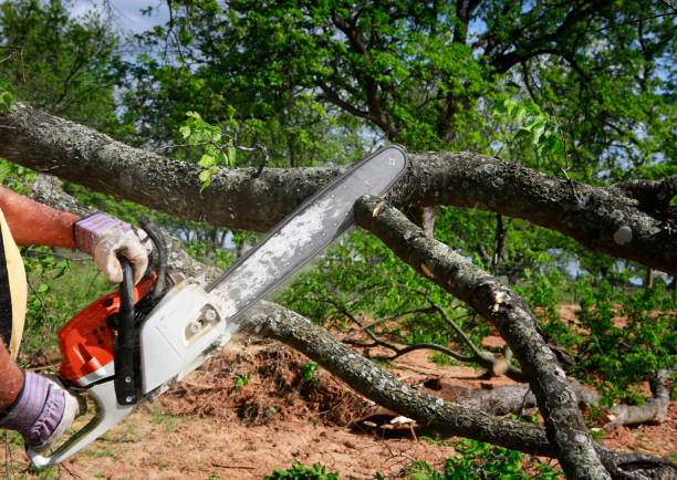 Best Tree Cabling and Bracing  in Westhampton, NY